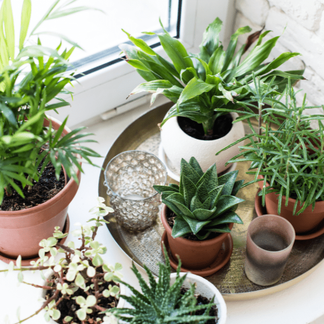 The Health Benefits of Houseplants